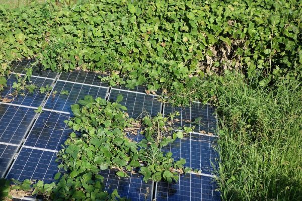 パネル・ケーブルトラブル 太陽光発電の除草・雑草対策