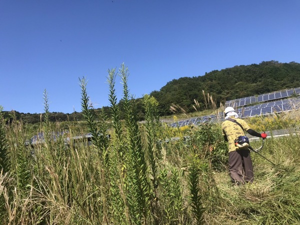 静岡県伊豆市　太陽光の除草してきました。
